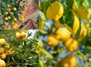 Limon Ağacı Bakımı: Mis Kokulu ve Verimli Bir Bitki Yetiştirme Rehberi