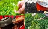 Çay Üretiminin Temel Aşamaları ve Tarım Süreci