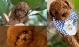 Poodle Köpek Tercih Etmenin Avantajları
