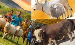 Akika Kurbanı Nedir? Merak Edilen Tüm Detaylar ve TanımıAkika Kurbanı Nedir? Merak Edilen Tüm Detaylar ve Tanımı