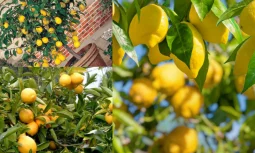 Limon Ağacı Bakımı: Mis Kokulu ve Verimli Bir Bitki Yetiştirme Rehberi