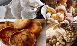 Mantarın Besin Değeri ve Sağlığa Katkıları