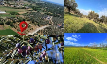 Edremit Satılık Zeytinlik ve Değer Kazanımı Açısından Avantajlar