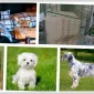 Yetişkin Köpekler İçin Konserve Mamaları Tercih Edin