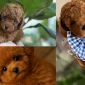 Poodle Köpek Tercih Etmenin Avantajları