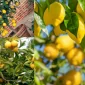 Limon Ağacı Bakımı: Mis Kokulu ve Verimli Bir Bitki Yetiştirme Rehberi